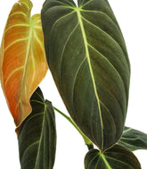 Filodendro melanochrysum