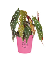 Begonia Maculata Wightii vaso 17