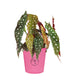 Begonia Maculata Wightii vaso 17