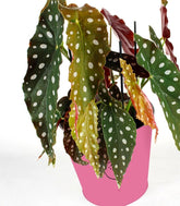 Begonia Maculata Wightii vaso 17