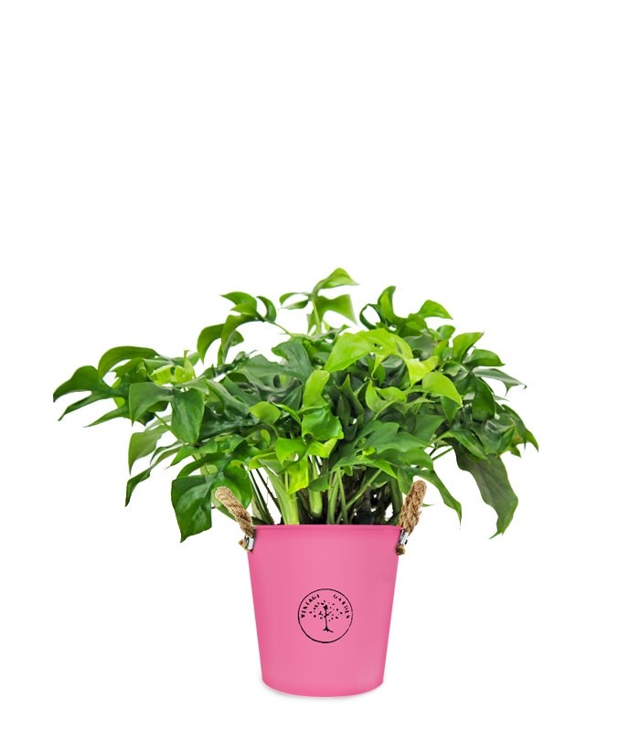 Monstera Minima vaso 17