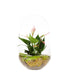Anthurium in vetro eggs