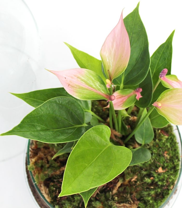 Anthurium in vetro eggs