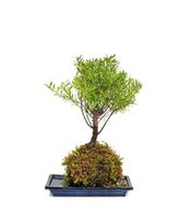 Mirto in kokedama