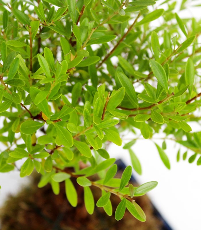 Mirto in kokedama