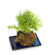 Mirto in kokedama