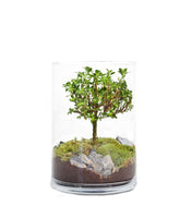 Serissa bonsai in terrarium