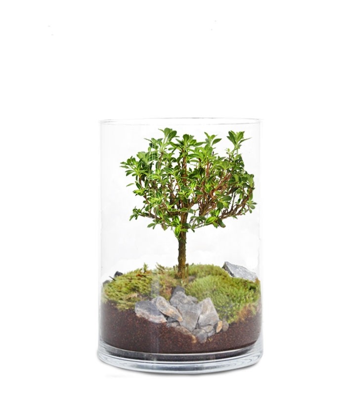 Serissa bonsai in terrarium