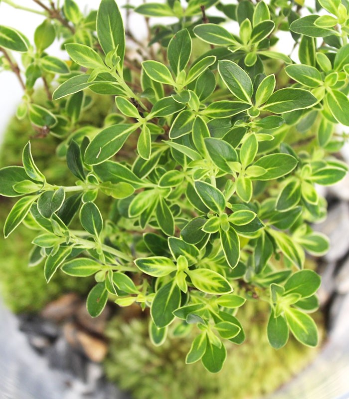 Serissa bonsai in terrarium