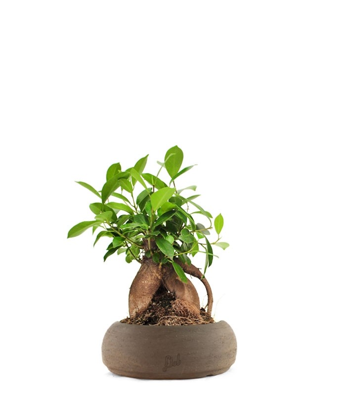 Ficus Retusa Bonsai M