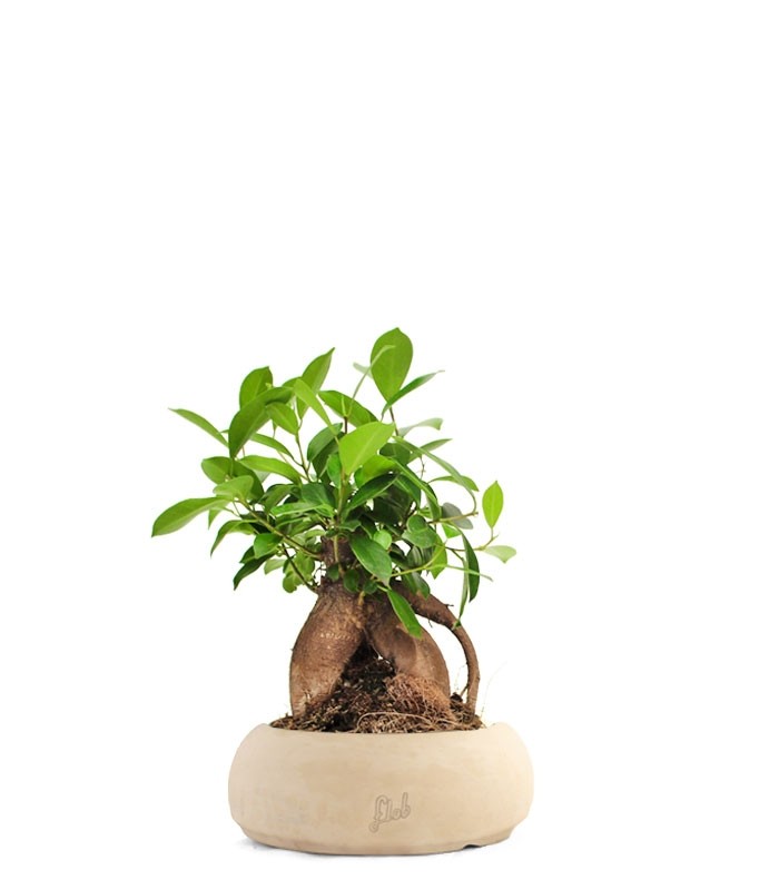 Ficus Retusa Bonsai M