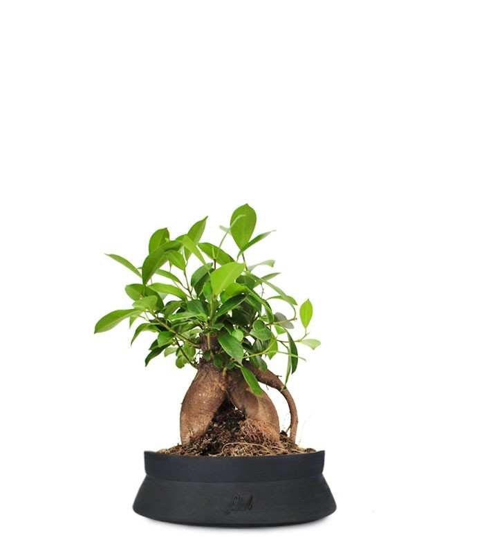 Ficus Retusa Bonsai M