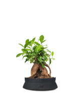 Ficus Retusa Bonsai M