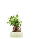 Ficus Retusa Bonsai M