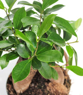 Ficus Retusa Bonsai M