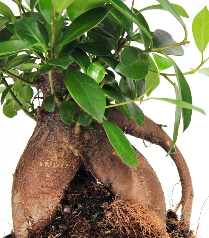 Ficus Retusa Bonsai M