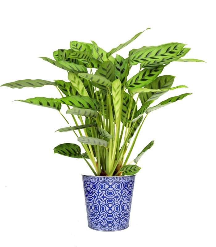 Calathea Leopardina vaso 17 Big