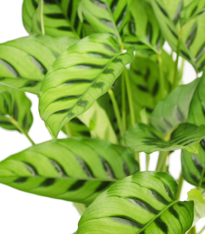 Calathea Leopardina vaso 17 Big