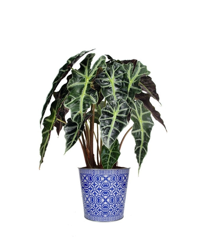 Alocasia vaso 17 