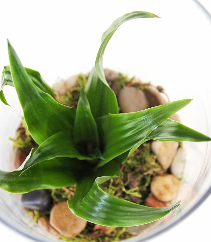 Dracena in vetro