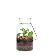 Pilea in terrarium
