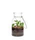 Pilea in terrarium