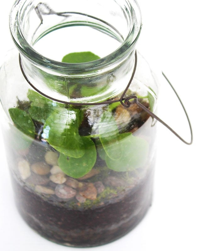 Pilea in terrarium
