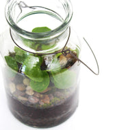 Pilea in terrarium