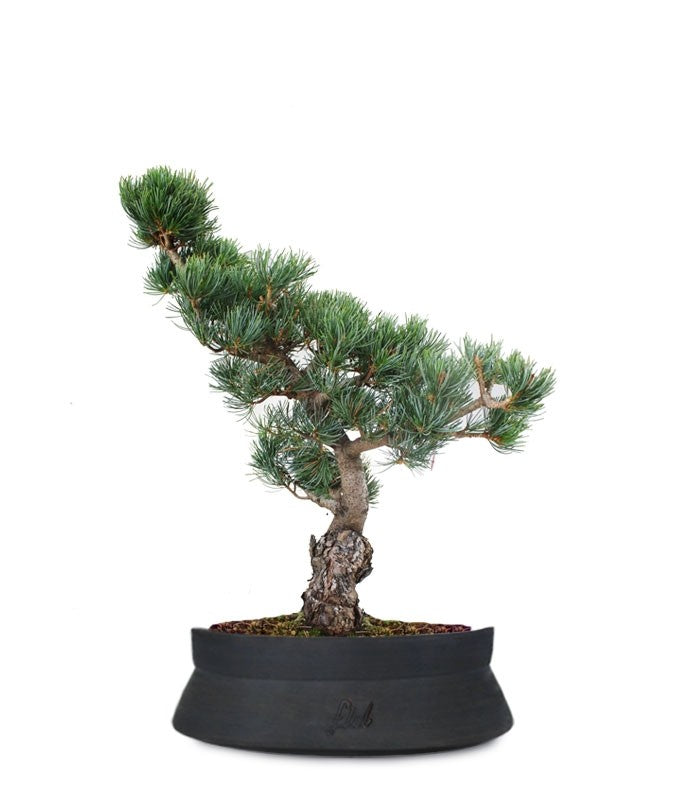 Pino Parviflora Pentaphylla Bonsai L