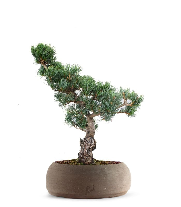 Pino Parviflora Pentaphylla Bonsai L