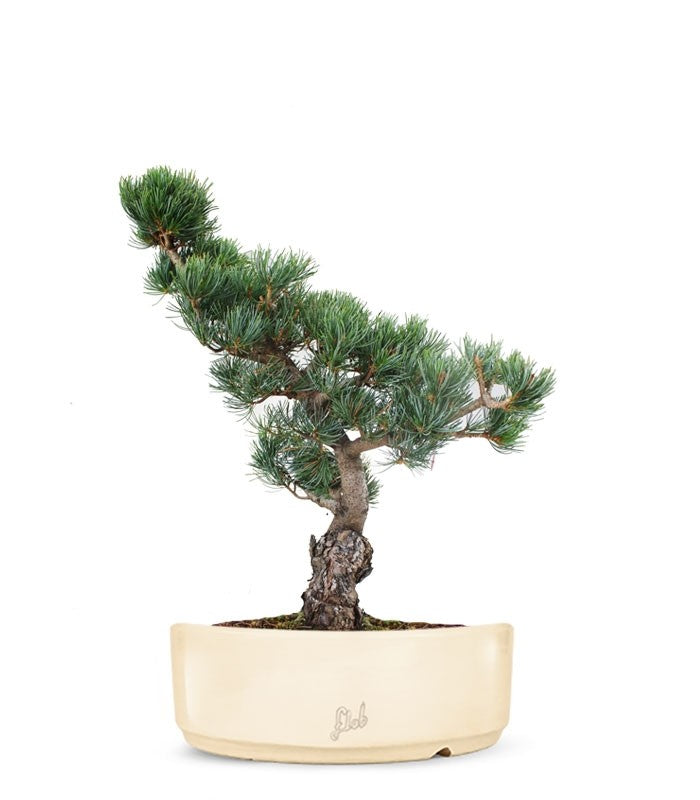 Pino Parviflora Pentaphylla Bonsai L