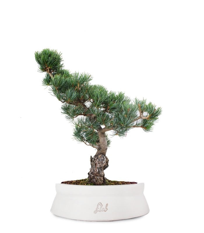 Pino Parviflora Pentaphylla Bonsai L