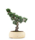 Pino Parviflora Pentaphylla Bonsai L