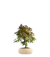Acero Deshojo bonsai impalcato