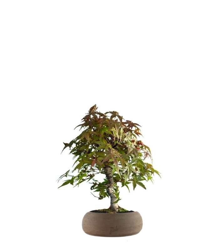 Acero Deshojo bonsai impalcato