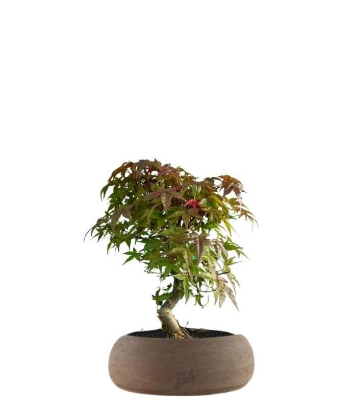 Acero Deshojo bonsai impalcato