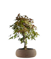 Acero Deshojo bonsai impalcato