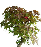 Acero Deshojo bonsai impalcato