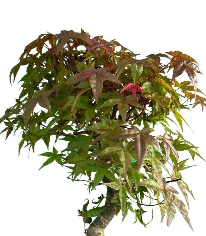 Acero Deshojo bonsai impalcato