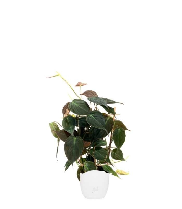Filodendro Scandens Micans con Spalliera