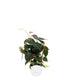 Filodendro Scandens Micans con Spalliera