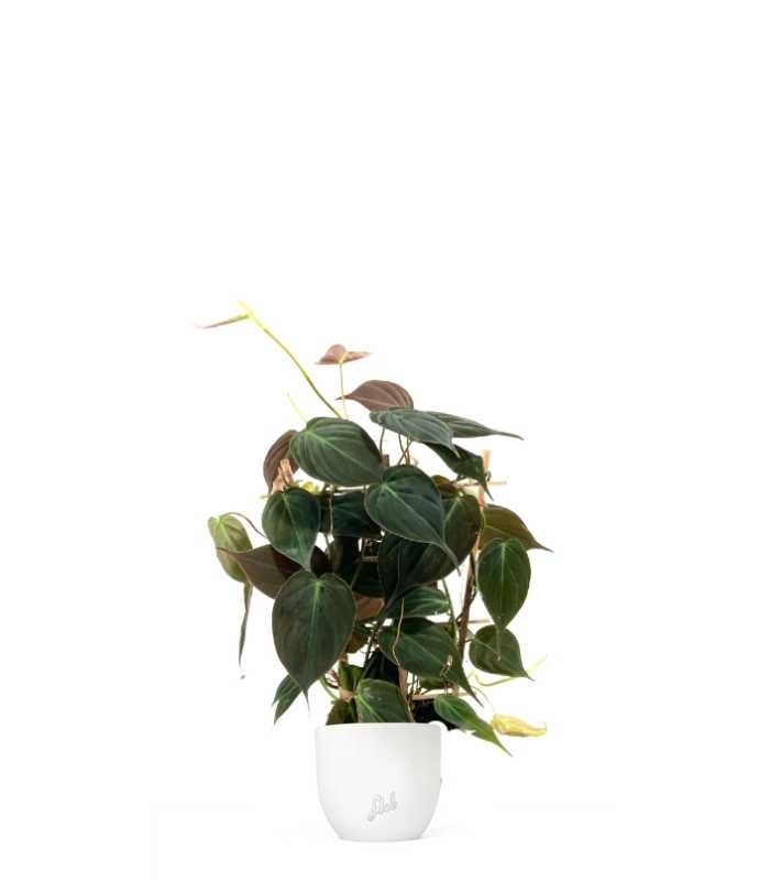 Filodendro Scandens Micans con Spalliera