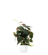 Filodendro Scandens Micans con Spalliera