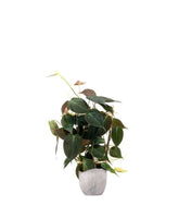 Filodendro Scandens Micans con Spalliera