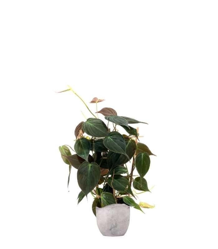 Filodendro Scandens Micans con Spalliera