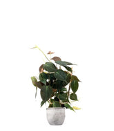 Filodendro Scandens Micans con Spalliera