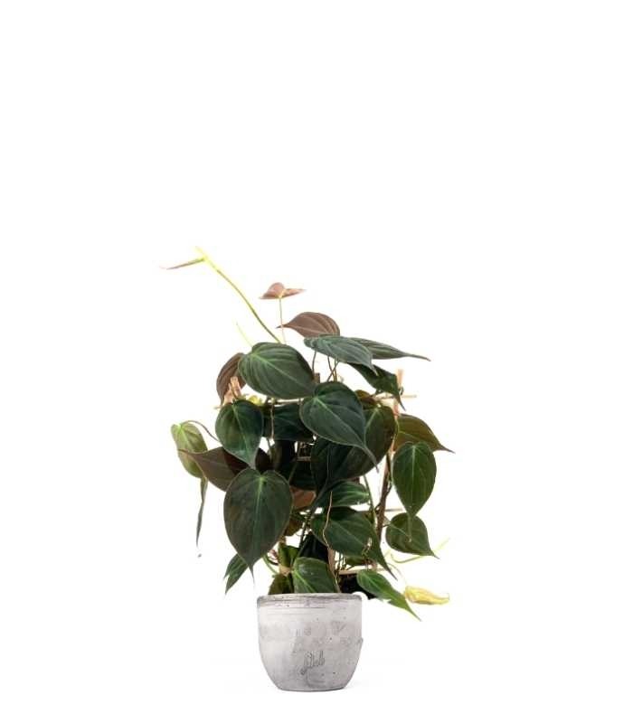 Filodendro Scandens Micans con Spalliera