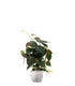Filodendro Scandens Micans con Spalliera