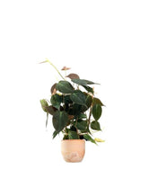Filodendro Scandens Micans con Spalliera