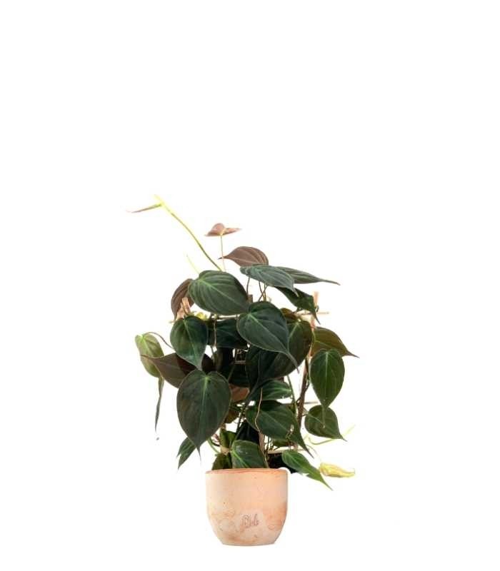 Filodendro Scandens Micans con Spalliera